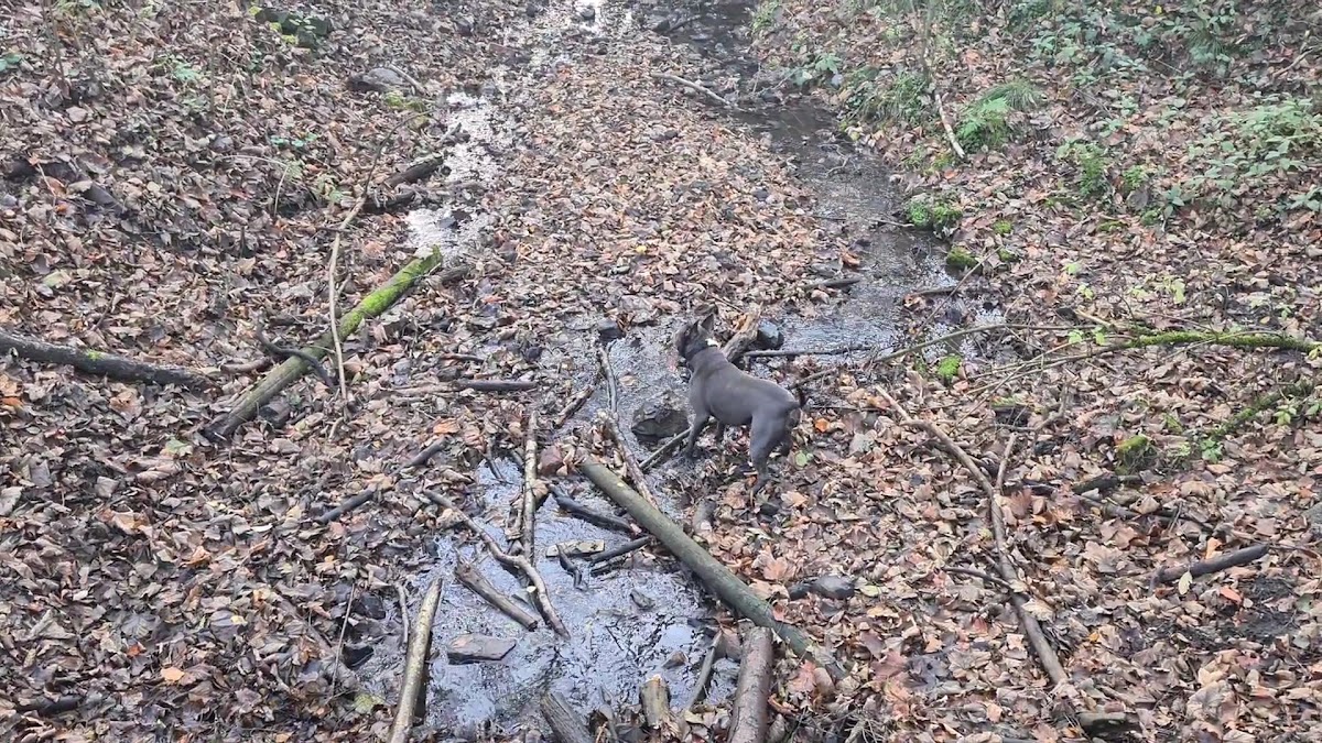 Baggeridge Country Park Car Park