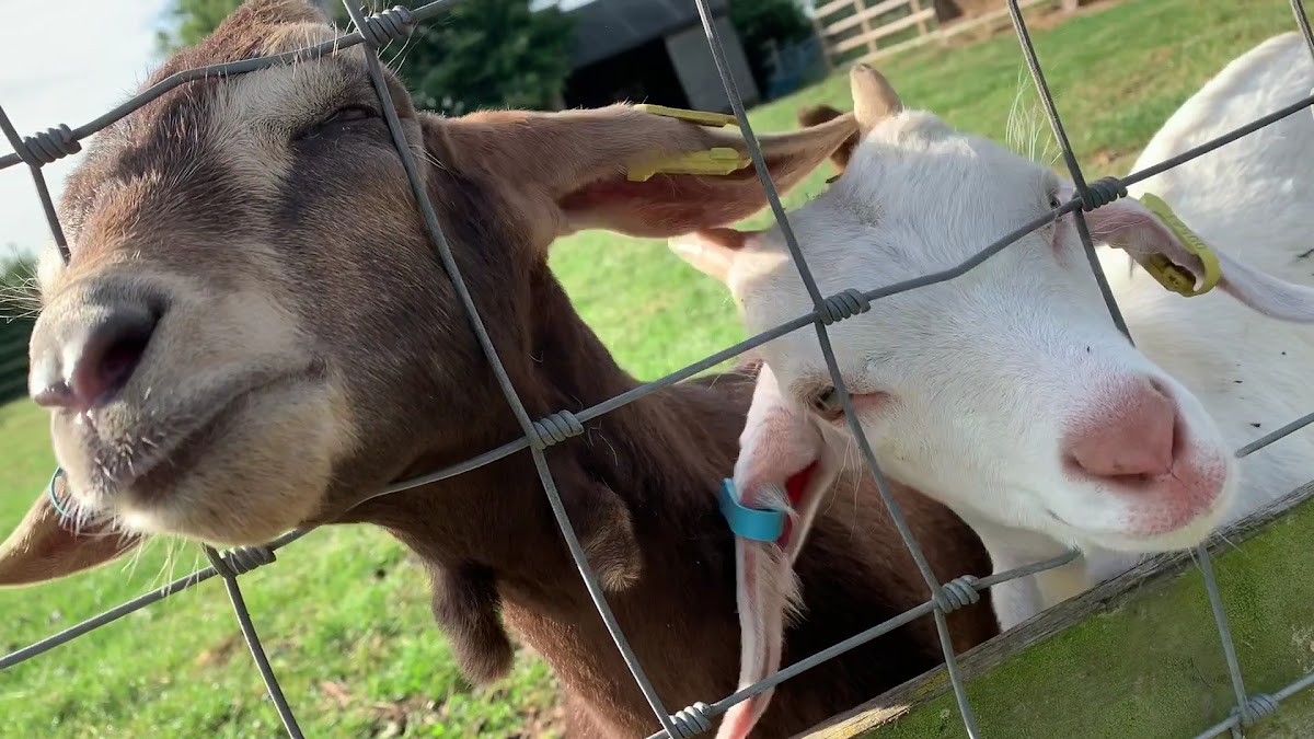 Barleylands Farm Park