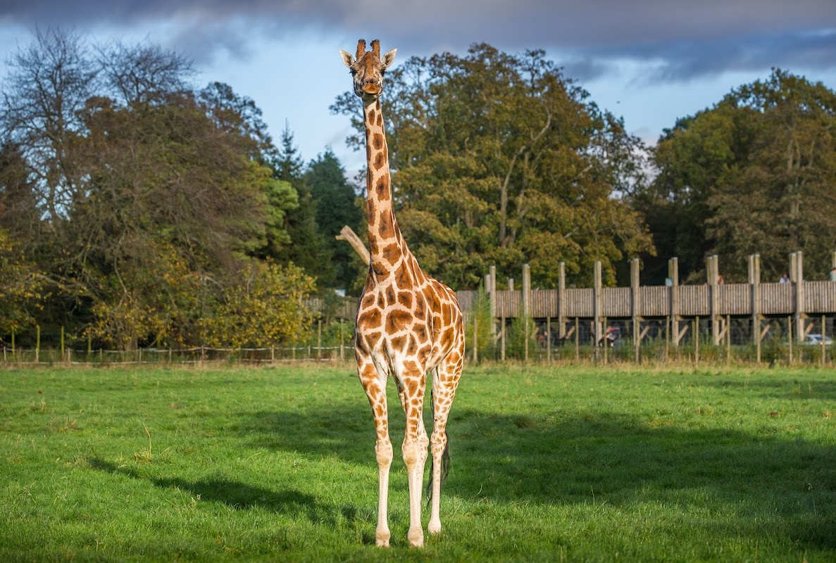 Blair Drummond Safari Park