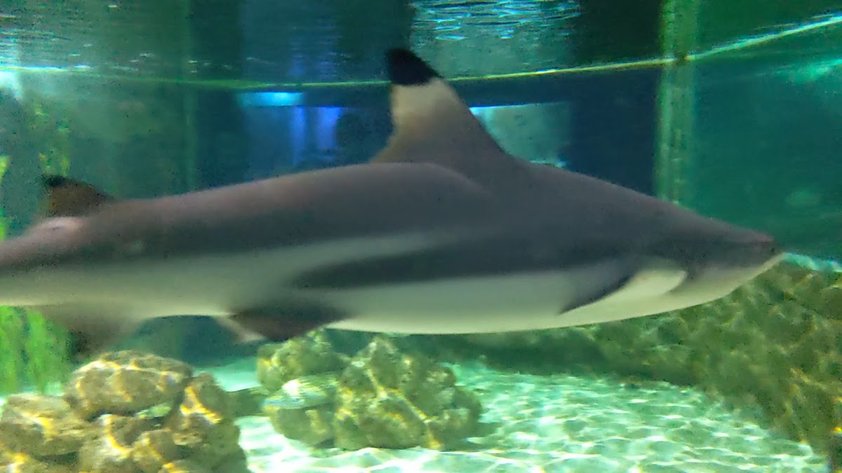 Blue Reef Aquarium Portsmouth