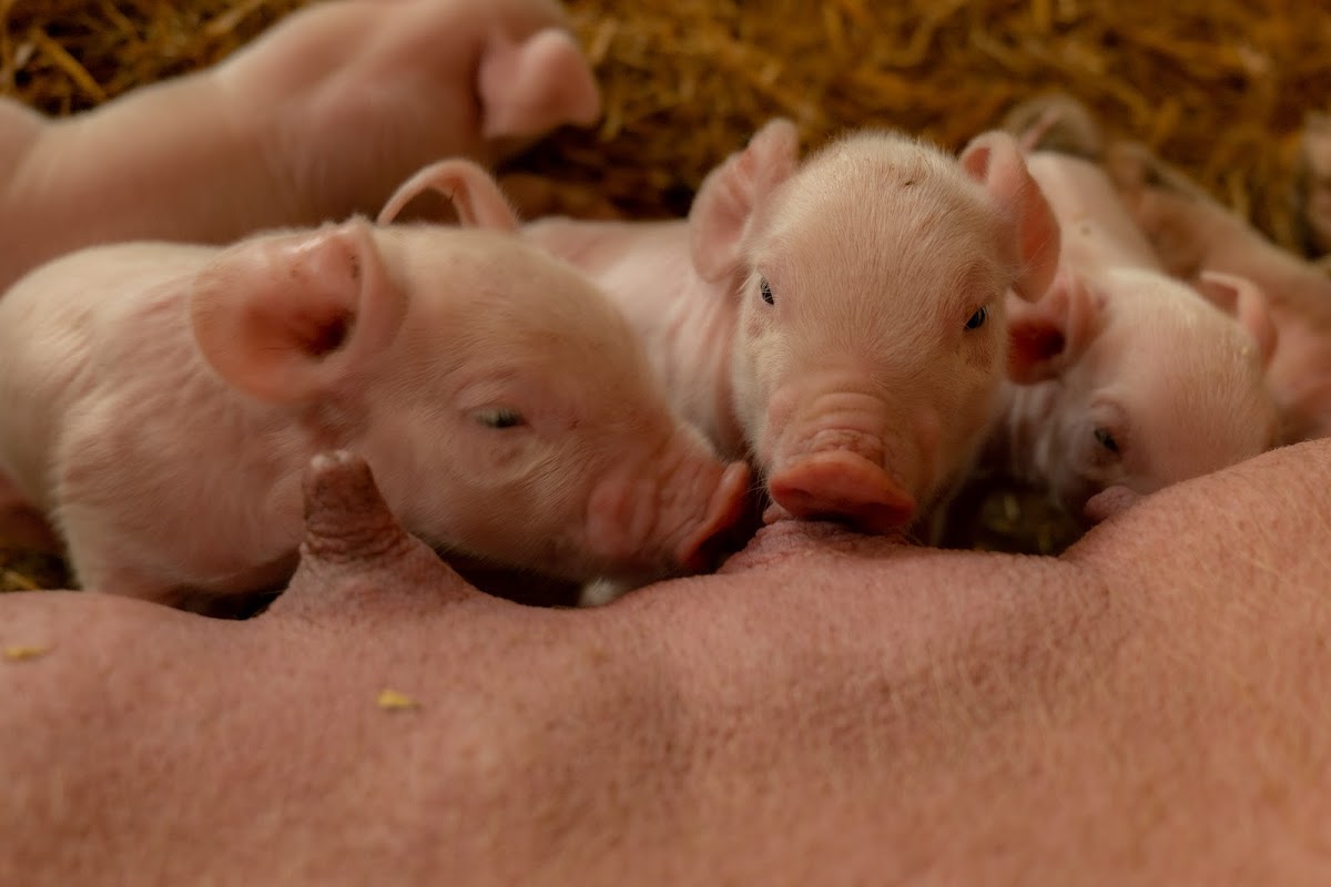 Boston Park Farm (Maize Maze)