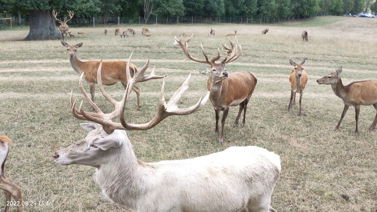 Bucklebury Farm & Deer Safari Park