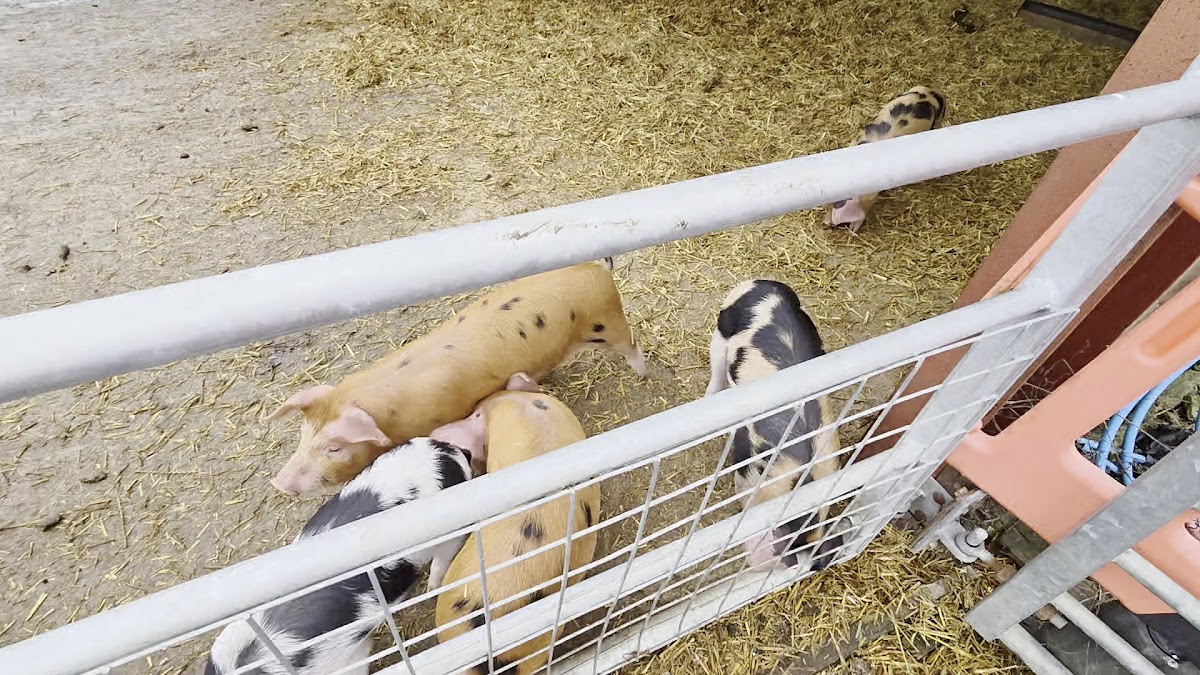 Butterfly World & Farm Park