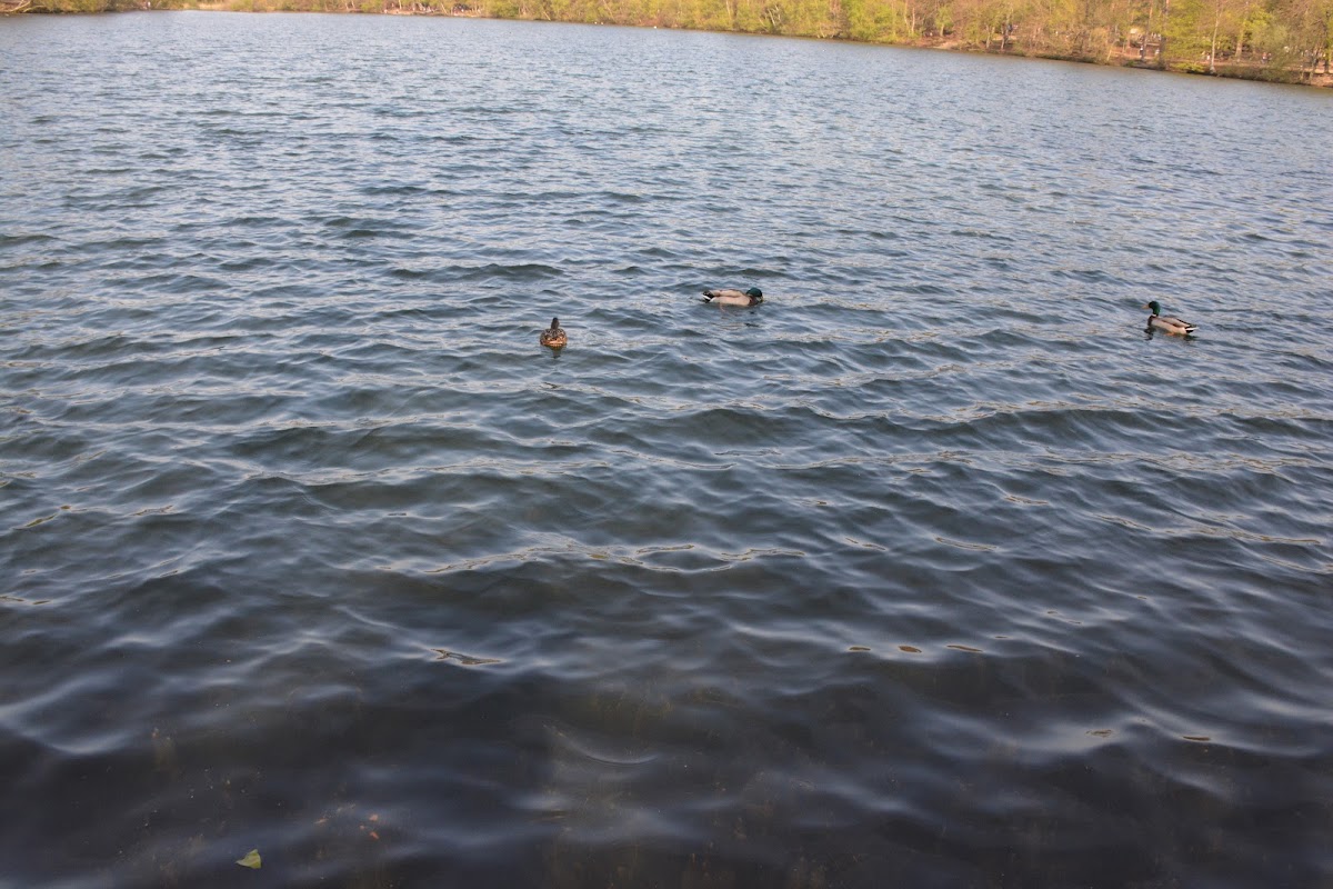 Emma Sallis Adventure Playground