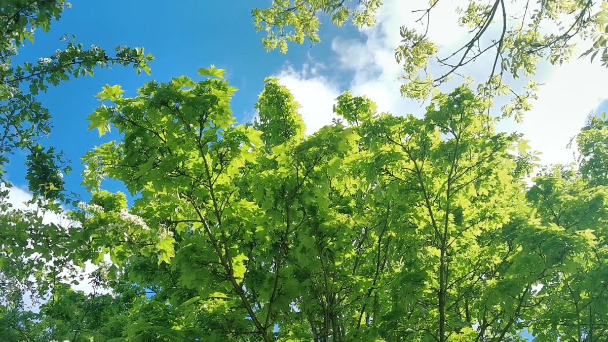 Galleywood Heritage Centre