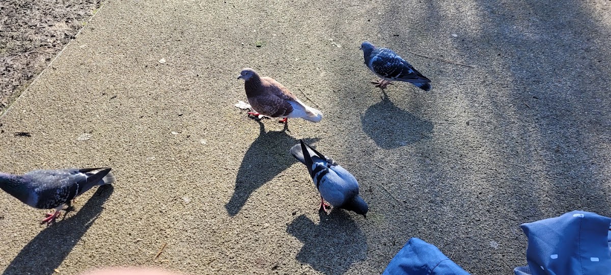 Hyde Park Playground