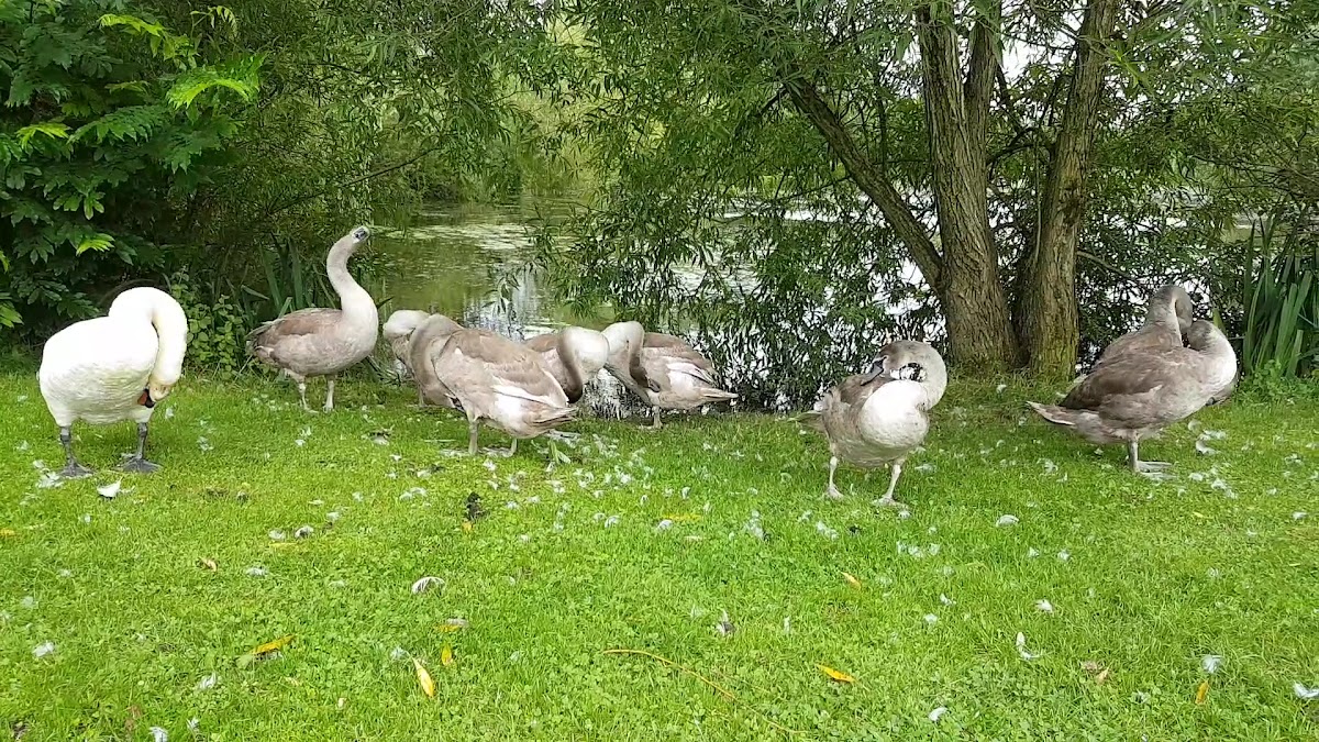 Kingsgate Park Play Area