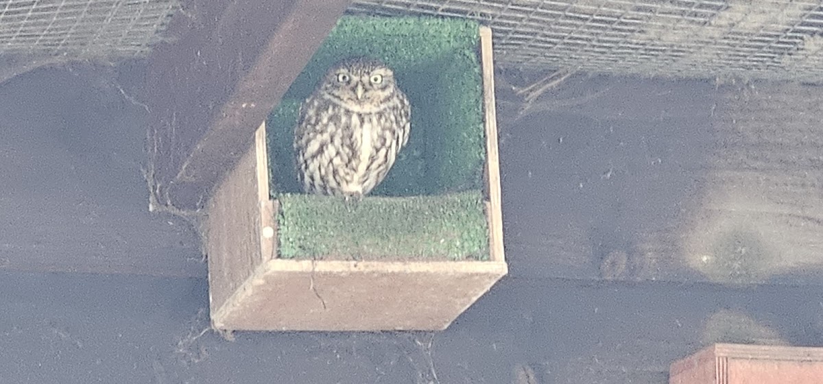 Little Owl Farm Park, Worcestershire