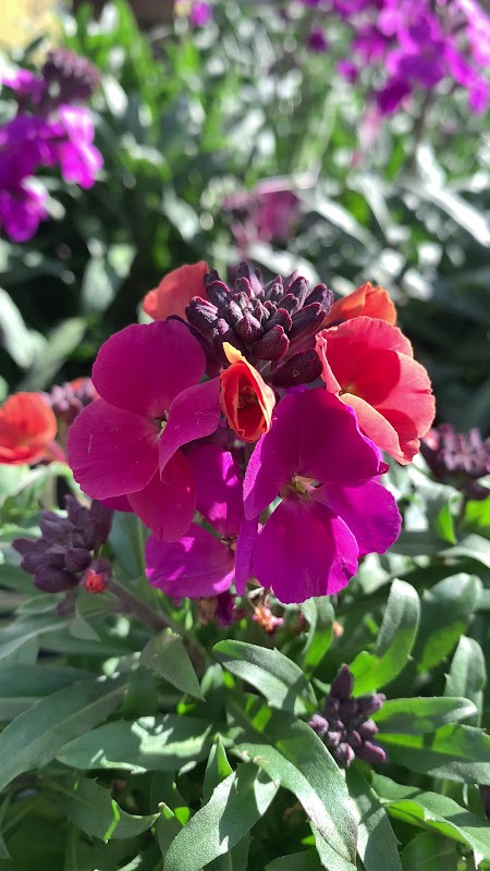 Little Seedlings Soft Play