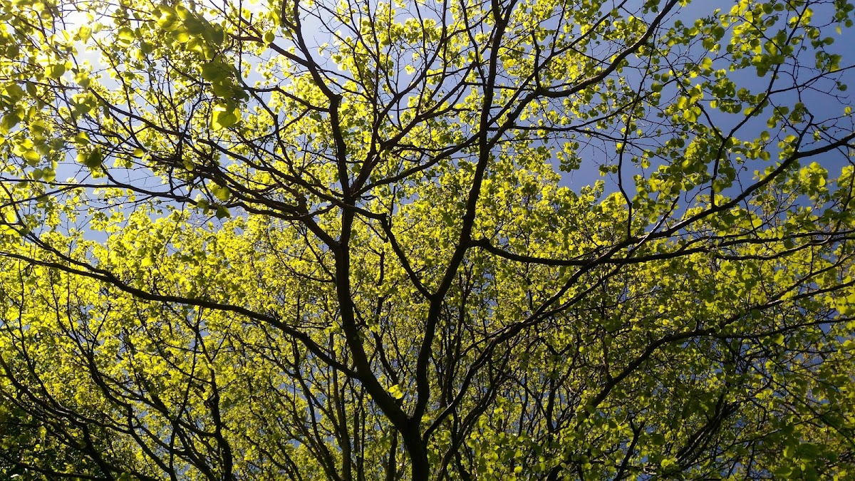 Mildmay Street Play Area