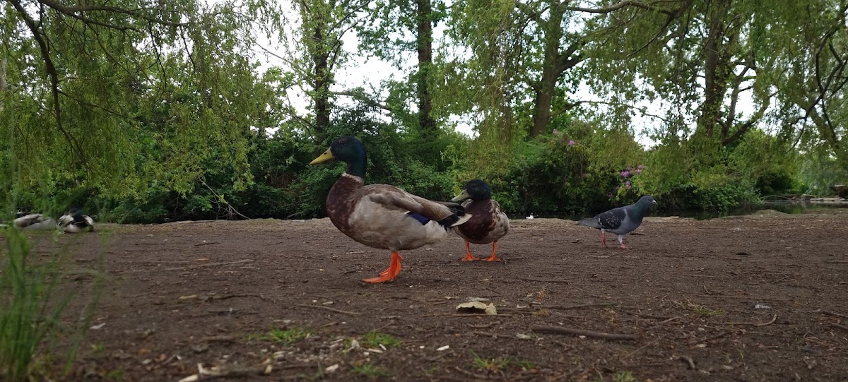 Poole Park Playground