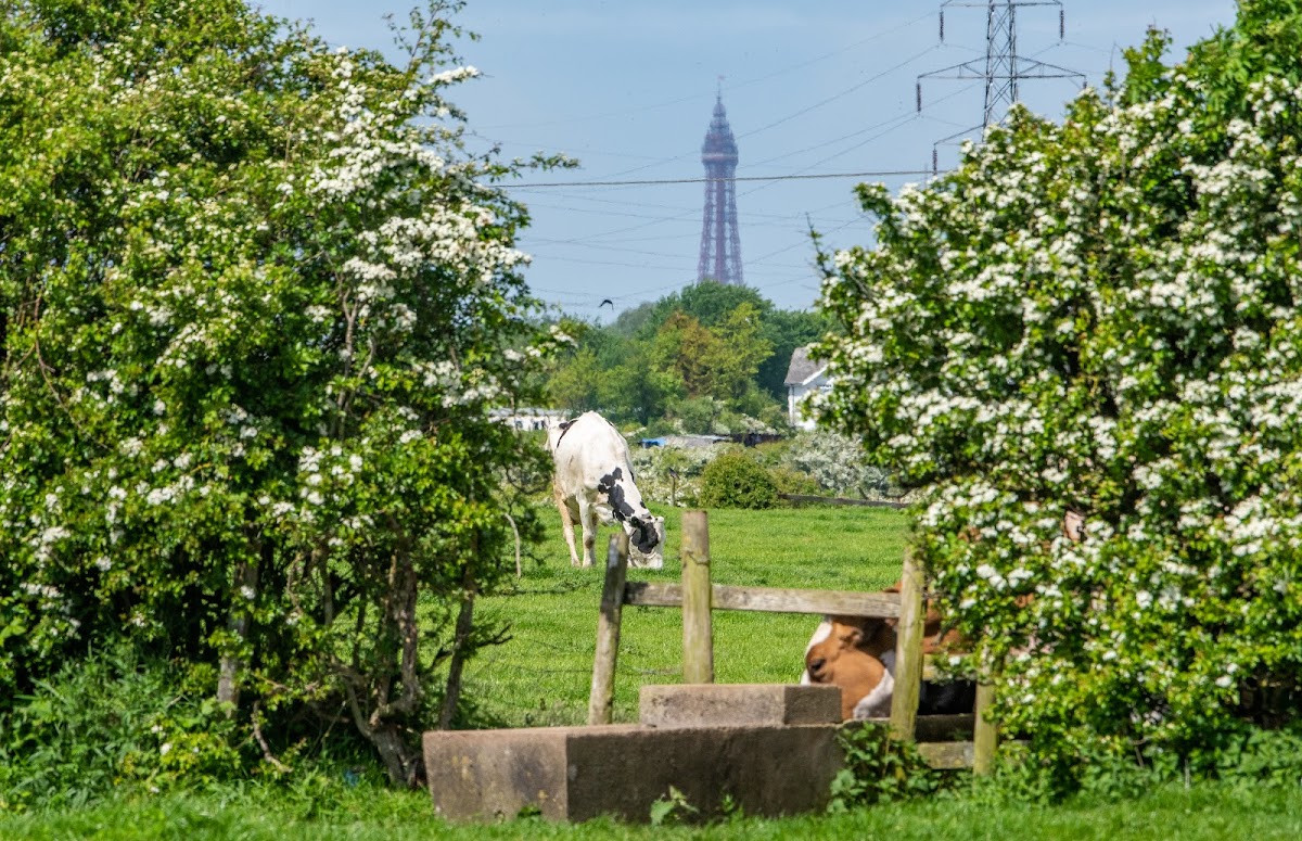 Ridgeway Farm Blackpool Ltd