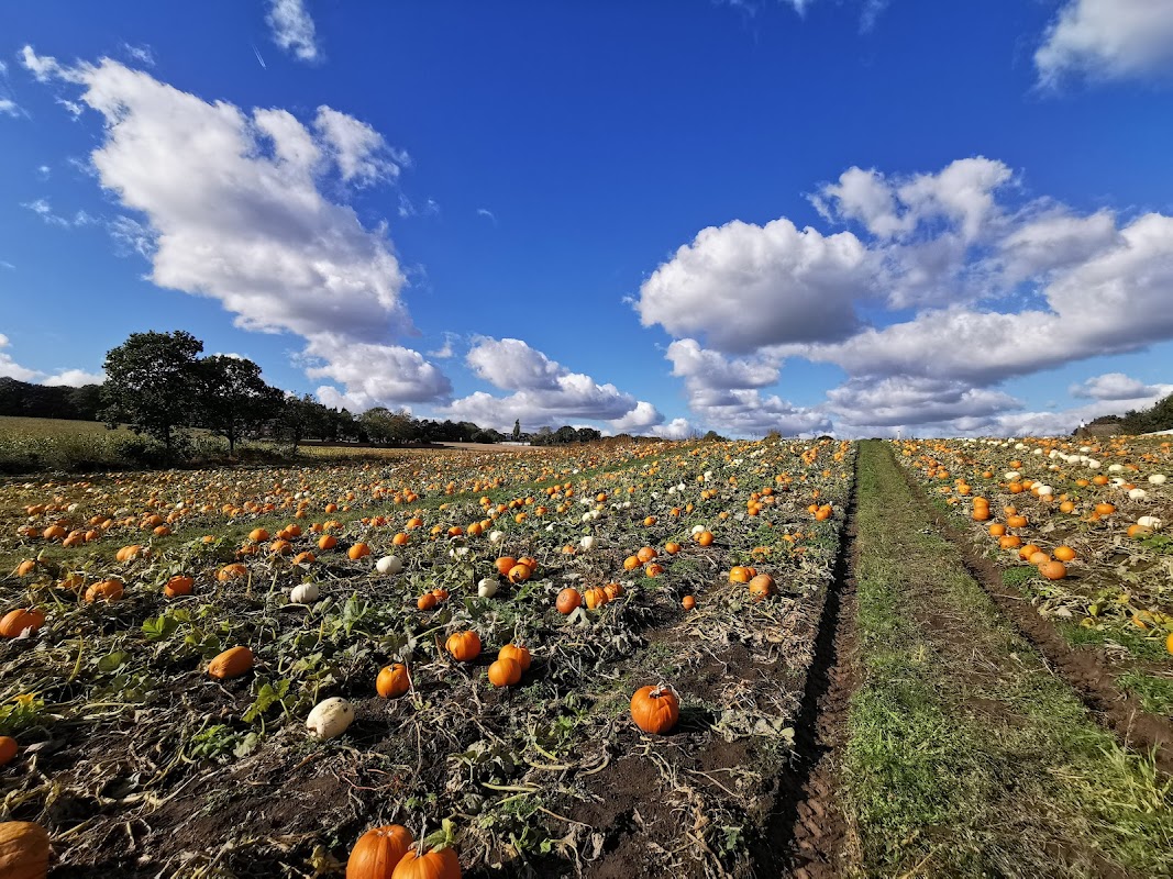 Roby Mill Farm Shop (and Pumpkin Patch)
