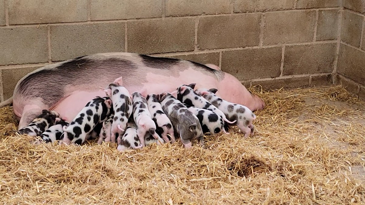 Smithills Open Farm Ice Creamery