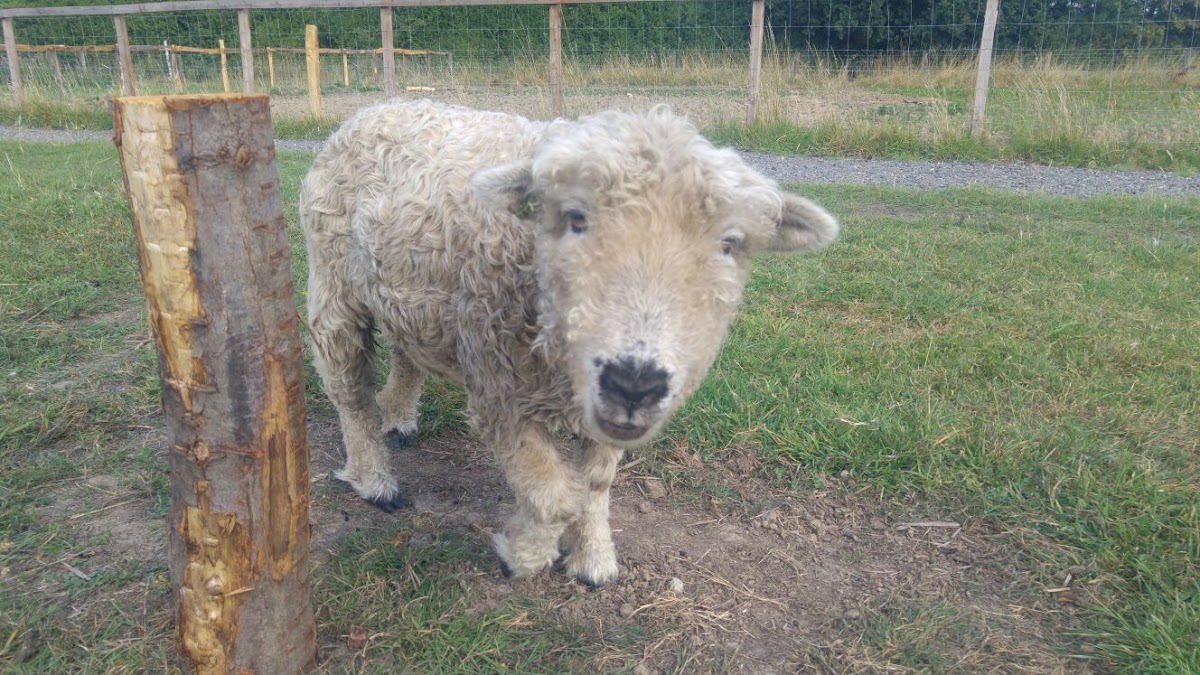 White Elm Petting Farm